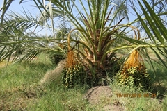 تولیدات گیاهی 