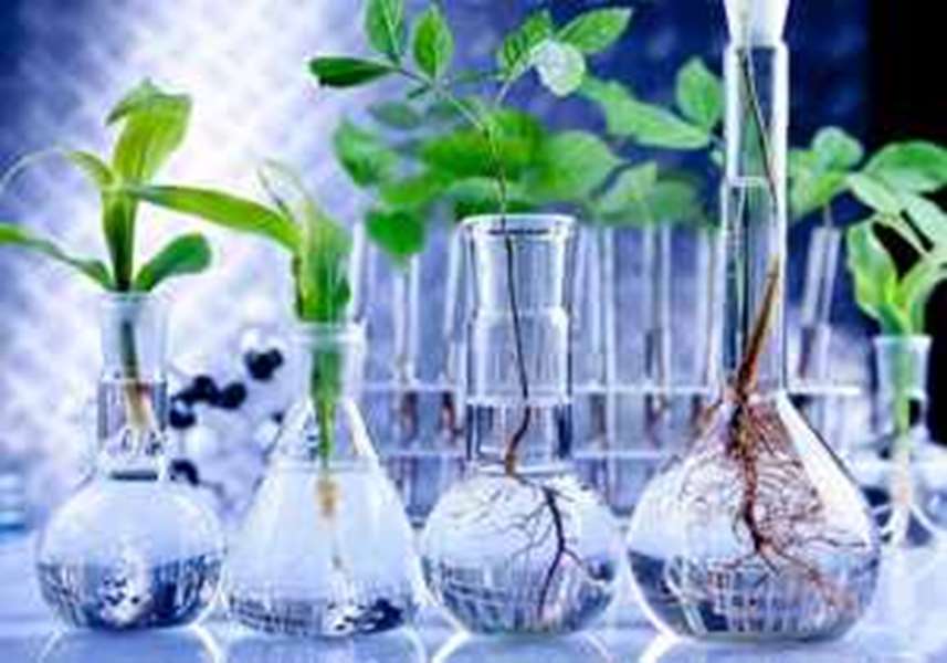 آزمایشگاه مرجع زیست فناوری و به نژادی گیاهی