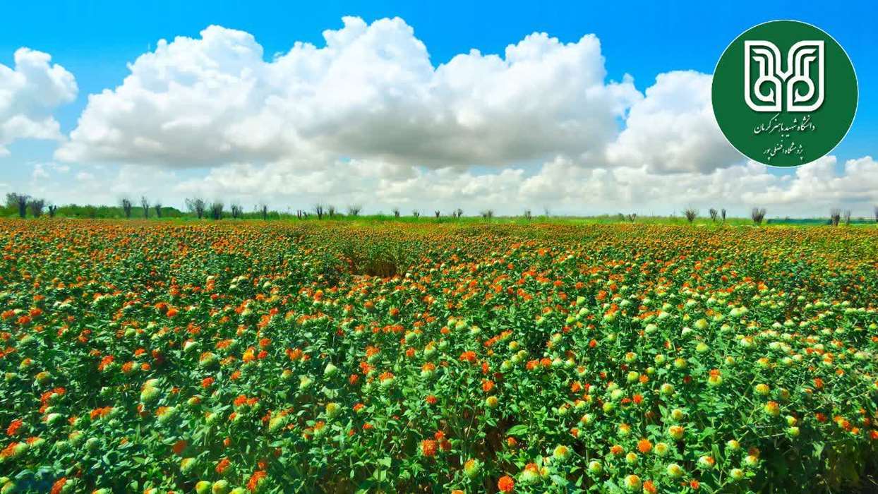 پژوهشگاه افضلی پور